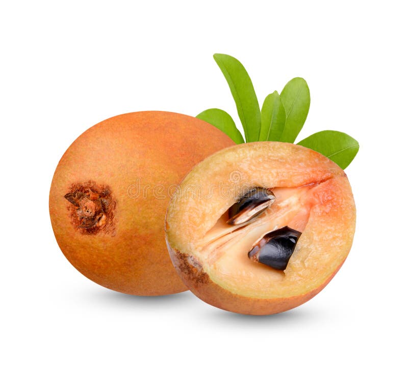 Sapodilla Leaves Manilkara Zapota In The Nature Background Stock Photo Image Of Healthy Dessert Sapodilla Leaves Manilkara Zapota In The Nature Background Stock Photo Image Of Healthy Dessert