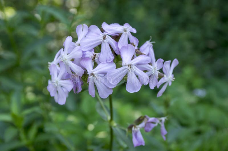 Saponaria officinalis light violet pink flowers on one stem in bloom. Saponaria officinalis light violet pink flowers on one stem in bloom