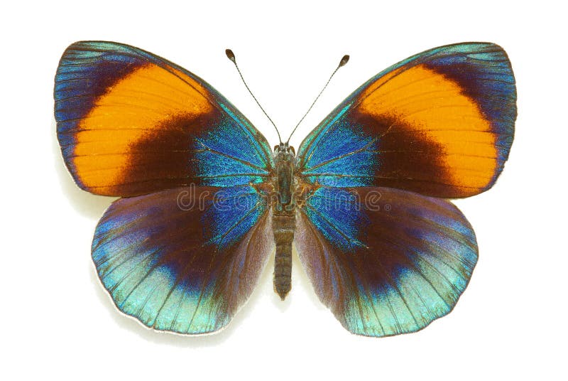 Asterope sapphira (Nymphalidae), female from Brazil. Asterope sapphira (Nymphalidae), female from Brazil