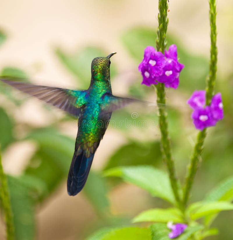 A Sapphire-spangled Emerald Hummingbird stock photo A Sapphire-spangled Emerald Hummingbird stock photo
