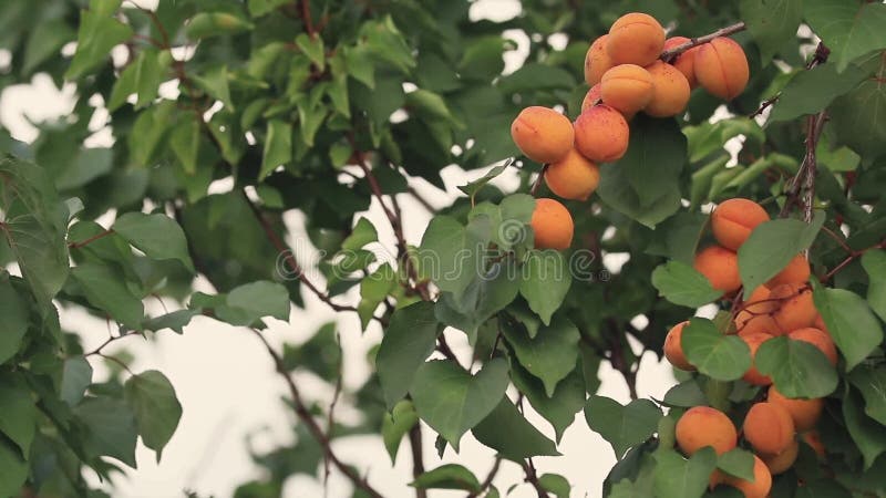 Sappig mooi verbazend aardig abrikozenfruit op de boomtak, zonnige de zomer goede dag met lichte wind Ondiepe diepte van het gebi