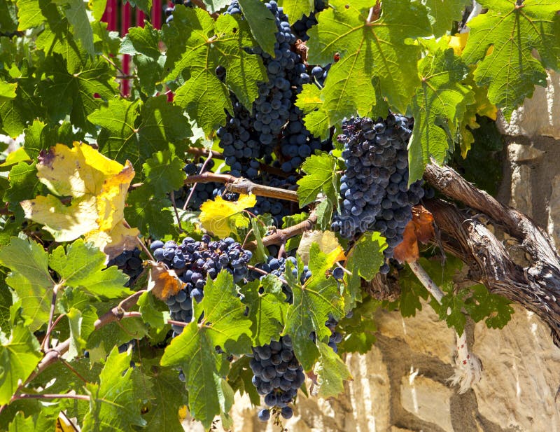 Sappige rijpe bos van druiven Cabernet - Sauvignon De wijngaarden van Griekenland royalty-vrije stock foto's Sappige rijpe bos van druiven Cabernet - Sauvignon De wijngaarden van Griekenland royalty-vrije stock foto's