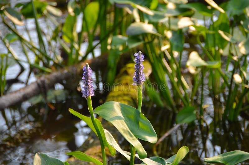 Sapsucker Woods Purple Pickerelweed flowers in pond
