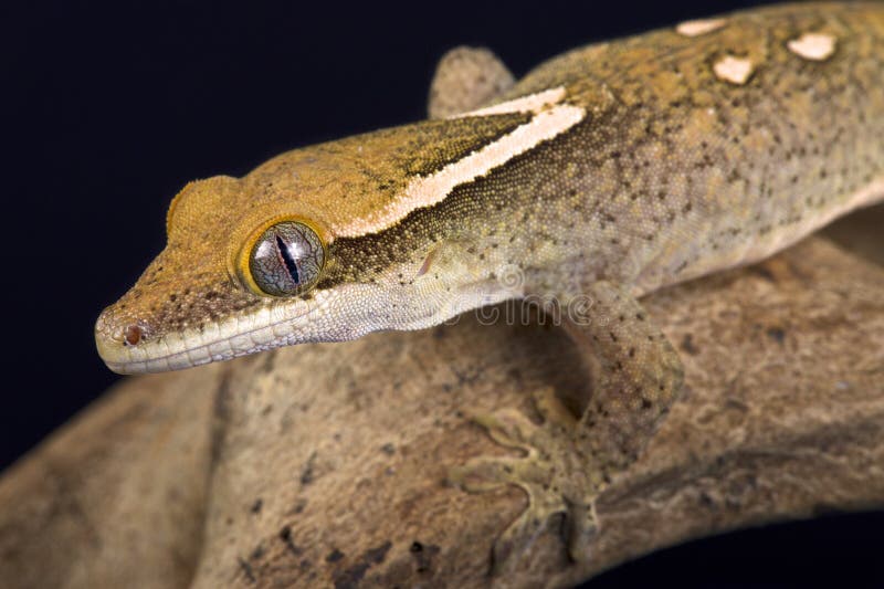 Sarasin`s giant gecko Correlophus sarasinorum is an rare and endangered lizard species endemic to New Caledonia. Sarasin`s giant gecko Correlophus sarasinorum is an rare and endangered lizard species endemic to New Caledonia.