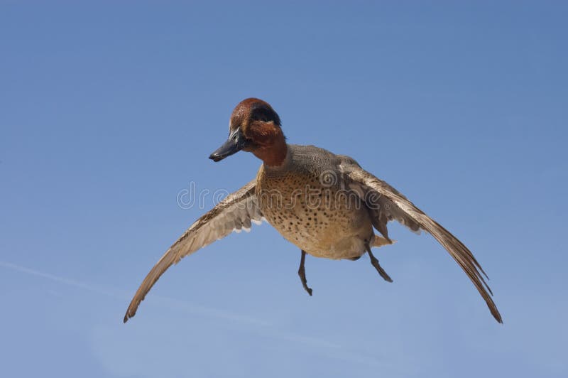Sarcelle d'hiver viridipenne de Taxidermied image stock