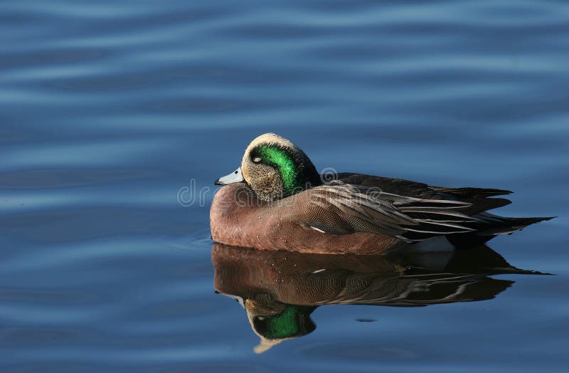 Sarcelle d'hiver à ailes par vert image libre de droits