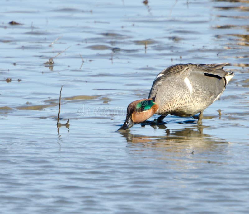 Sarcelle d'hiver à ailes par vert (crecca d'ana) images libres de droits