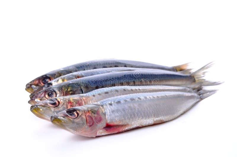 Sardine stock photo. Image of sardine, healthy, eating 23496142