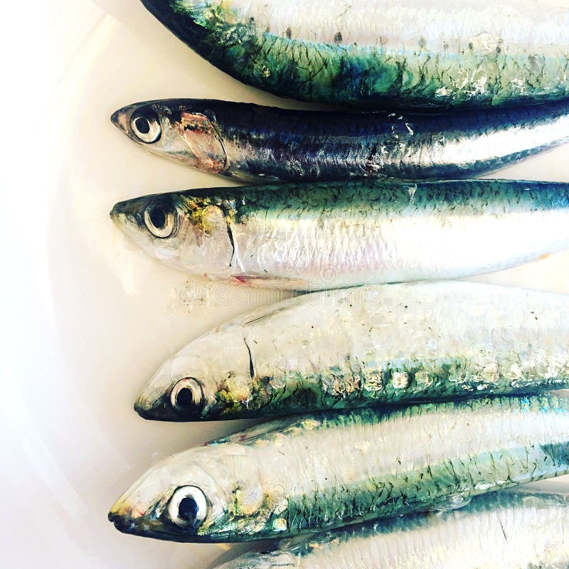 Sardine - een kleine, olieachtige vis, voedende rijken met omega-3 vetzuren royalty-vrije stock foto's Sardine - een kleine, olieachtige vis, voedende rijken met omega-3 vetzuren royalty-vrije stock foto's