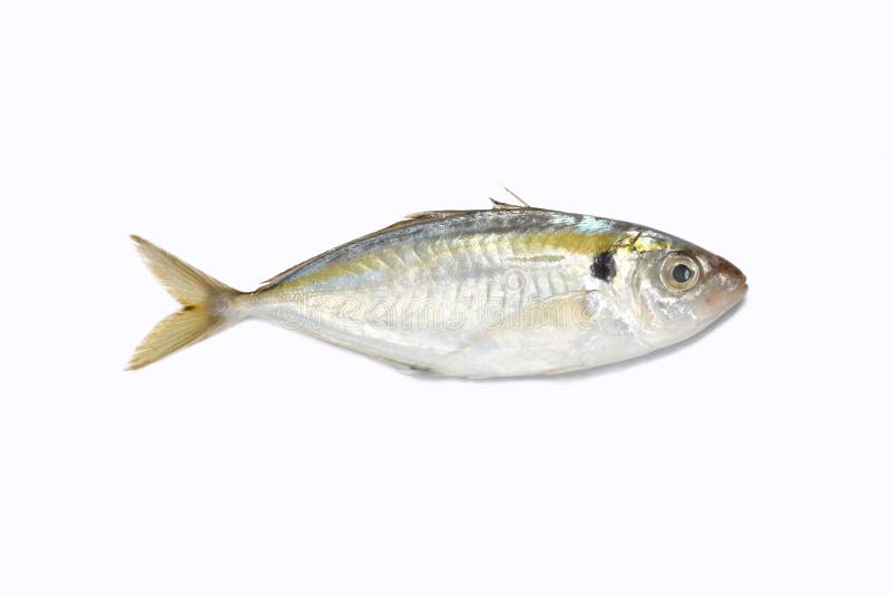 Sardine fish