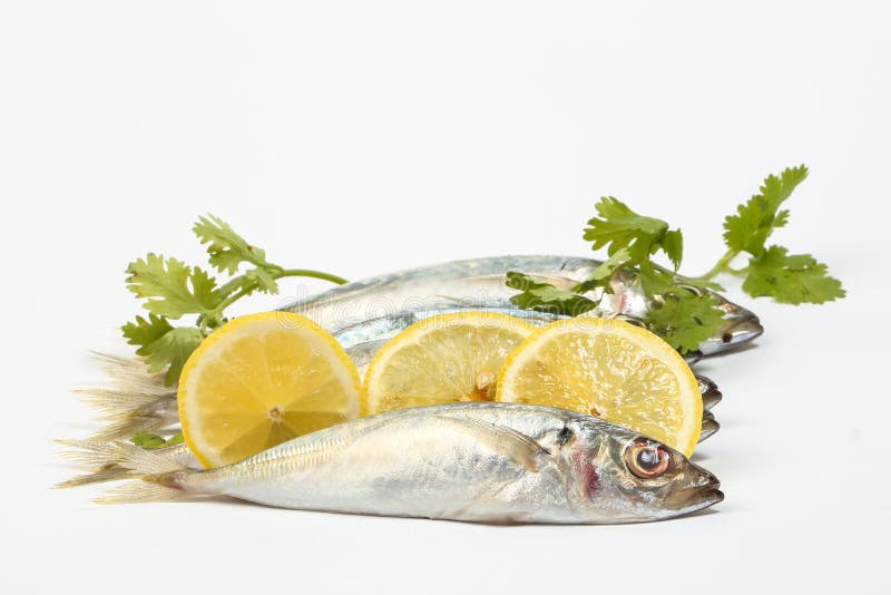 Sardine Pilchard Herring Fish Stock Photo Image of background