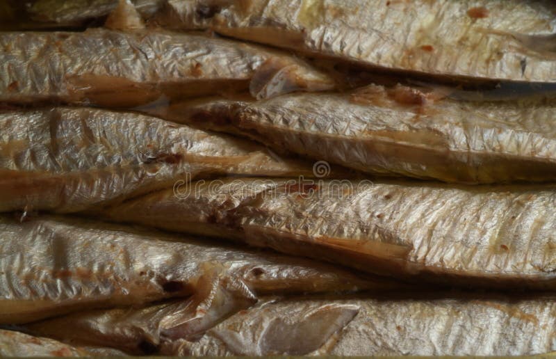 Sardines