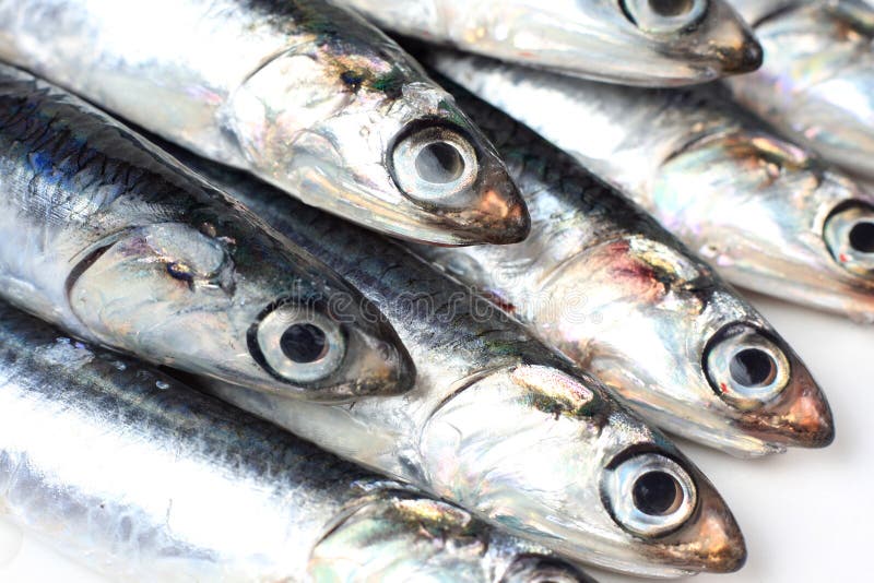 Pile of sardines stock photo. Image of marine, fresh, large 8815420