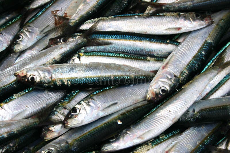 Sardines