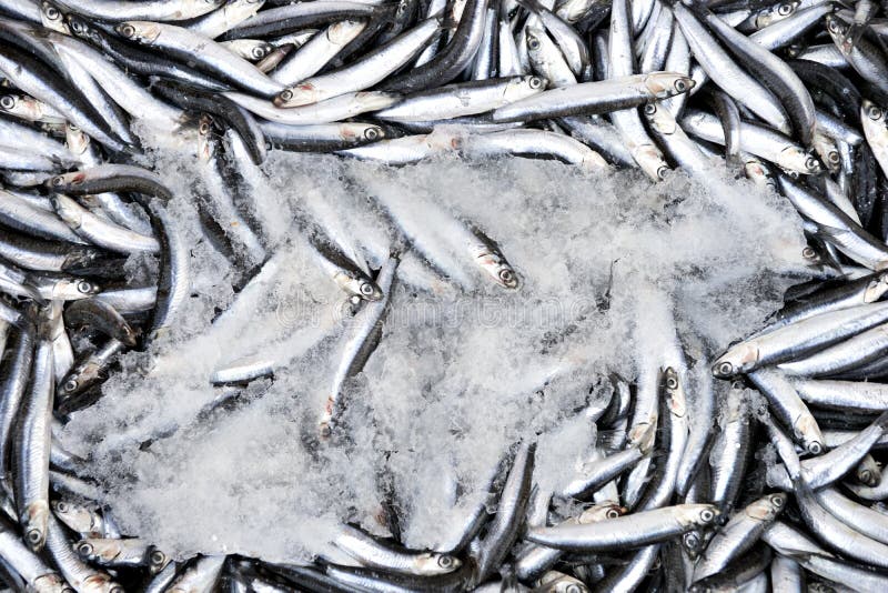 Sardines in box with ice stock photo. Image of food, small 35188822