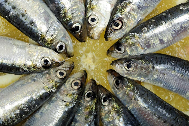 Sardines stock photo. Image of ingredient, heads, fishing 31741892