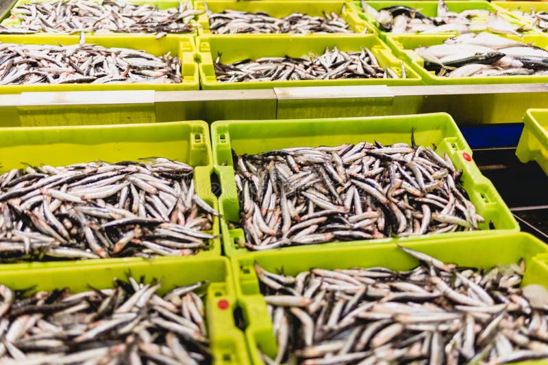 Sardines Fish in a Box with Ice in a Fishmonger Stock Image Image of