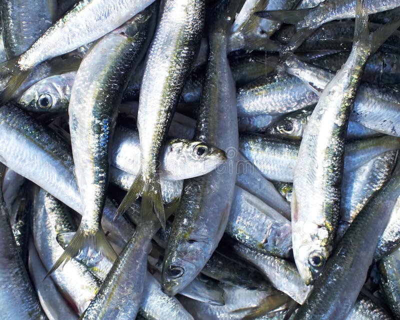 Fresh Sardines Fish at the Market Stock Image Image of cuisine, cooking 32499661