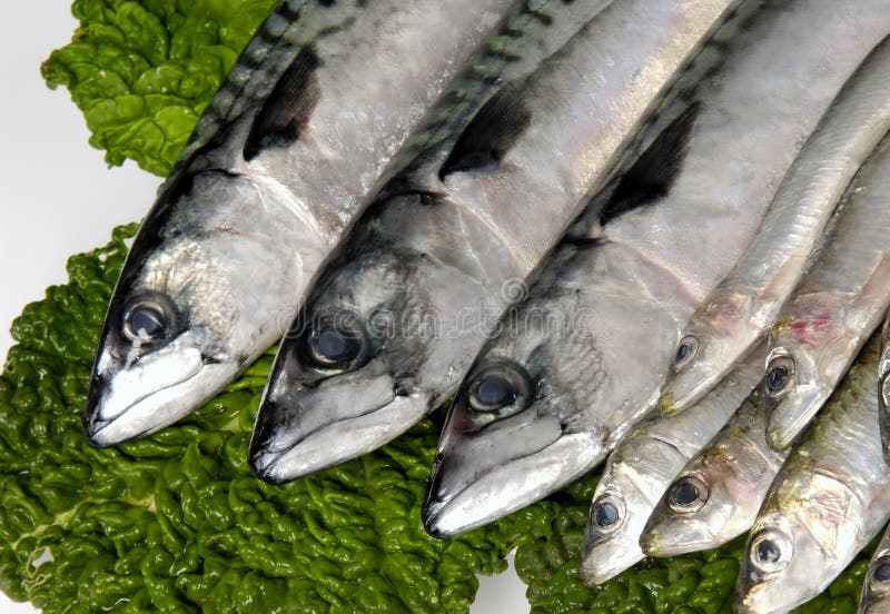 Sardines and mackerel stock image. Image of fresh, detail 76859863