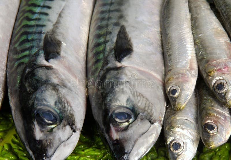 Sardines and mackerel stock image. Image of healthy, fresh 76860009