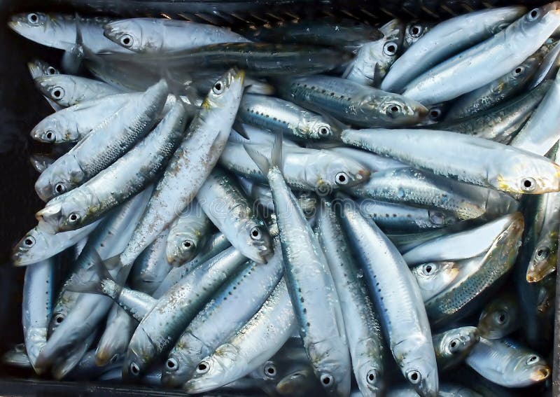 Sardines or pilchards stock image. Image of africa, beach 363083