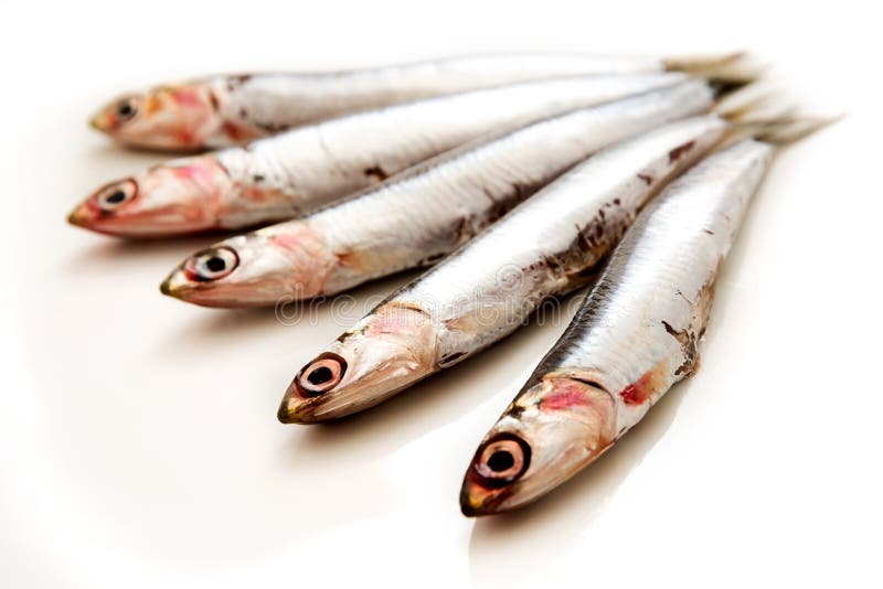 Sardines stock photo. Image of closeup, uncooked, tail 90368928