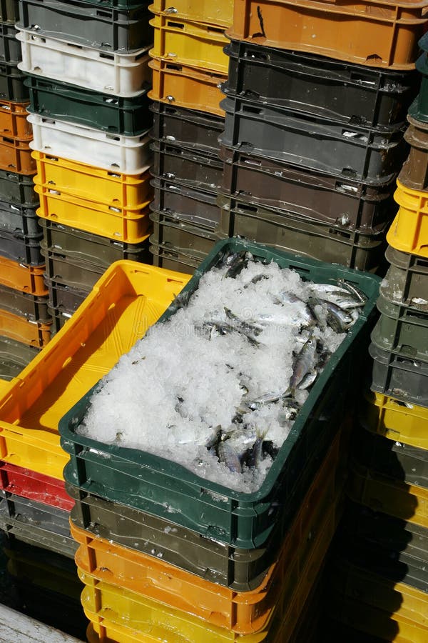 Sardines for sale stock photo. Image of boxes, case, boat 11888474