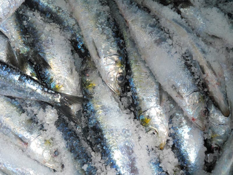 sardines-salt-very-healthy-diet-33856409.jpg