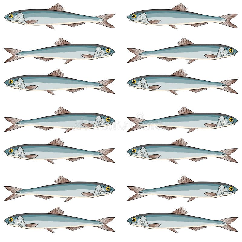 Sardines School Stock Illustrations 36 Sardines School Stock