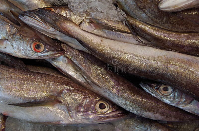 Sardines and Small Fish Eyes Stock Image Image of silver, sardines
