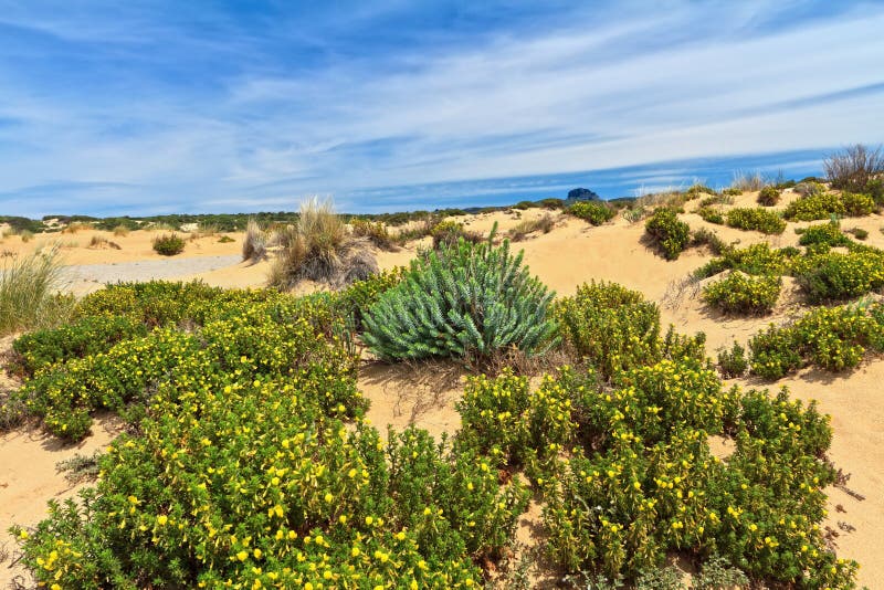 Sardinia - flowered dune