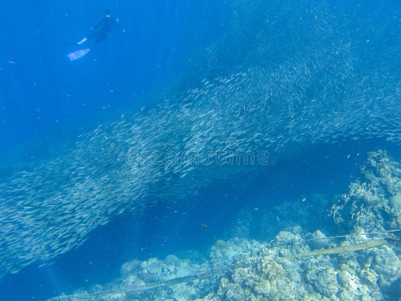 Sardynka nurek w otwarte morze wodzie i tłum Masywnej ryby szkoły podwodna fotografia Pelagic ryby szkoły pływanie w seawater obrazy royalty free Sardynka nurek w otwarte morze wodzie i tłum Masywnej ryby szkoły podwodna fotografia Pelagic ryby szkoły pływanie w seawater obrazy royalty free