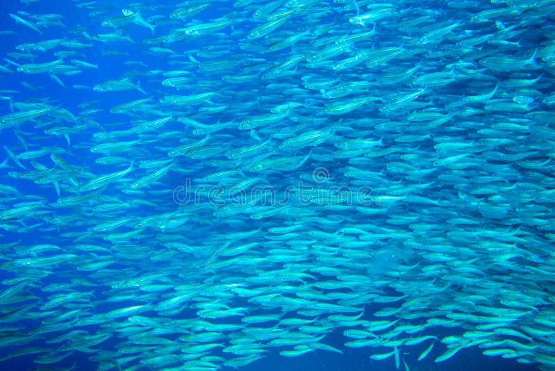 Sardynki szkolny zbliżenie w błękitne wody Seafish podwodna fotografia Pelagic rybi koloni carousel w seawater zdjęcia stock Sardynki szkolny zbliżenie w błękitne wody Seafish podwodna fotografia Pelagic rybi koloni carousel w seawater zdjęcia stock