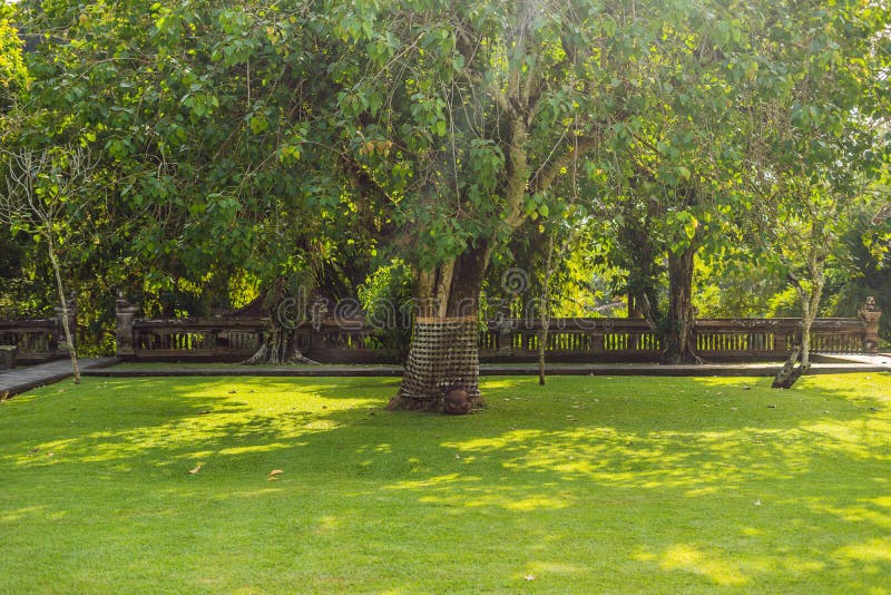Sarongs sur l'arbre sacré, Bali, Indonésie images libres de droits Sarongs sur l'arbre sacré, Bali, Indonésie images libres de droits