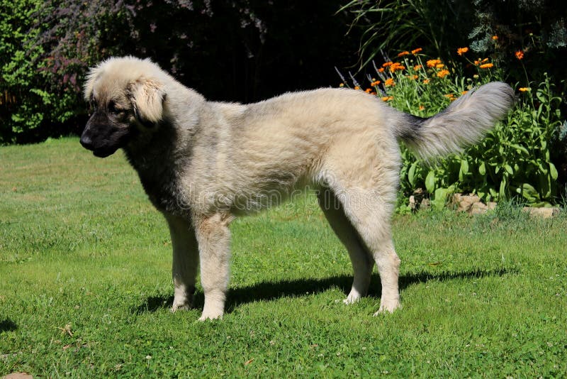 SarplaninacHund stockfoto. Bild von berg, sheepdog, junior 95026672