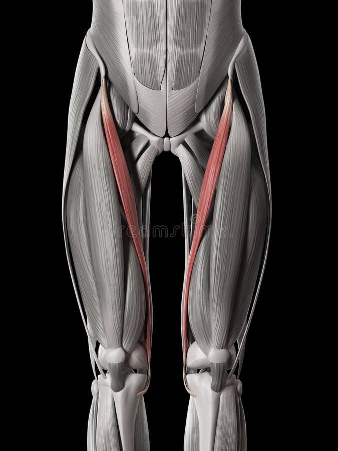 Sartorius Anatomy Muscles Stock Illustration Illustration of back