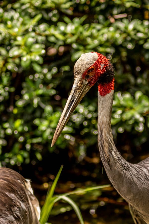 Sarus Crane Side View Looking Toward Camera on Sunny Day stock images Sarus Crane Side View Looking Toward Camera on Sunny Day stock images