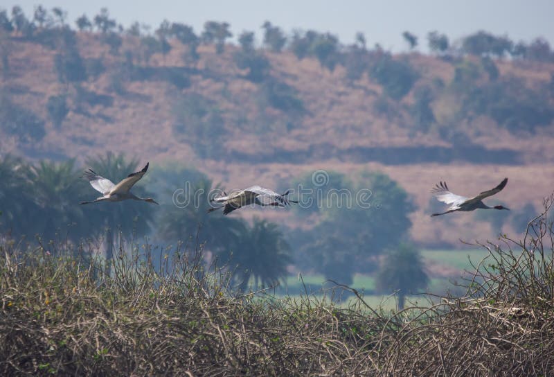 Sarus Crane sarus crane Grus Antigone antigone Family flying over the fields near the wetland of Central India, Indore, Madhya Pradesh. Sarus Crane sarus crane Grus Antigone antigone Family flying over the fields near the wetland of Central India, Indore, Madhya Pradesh