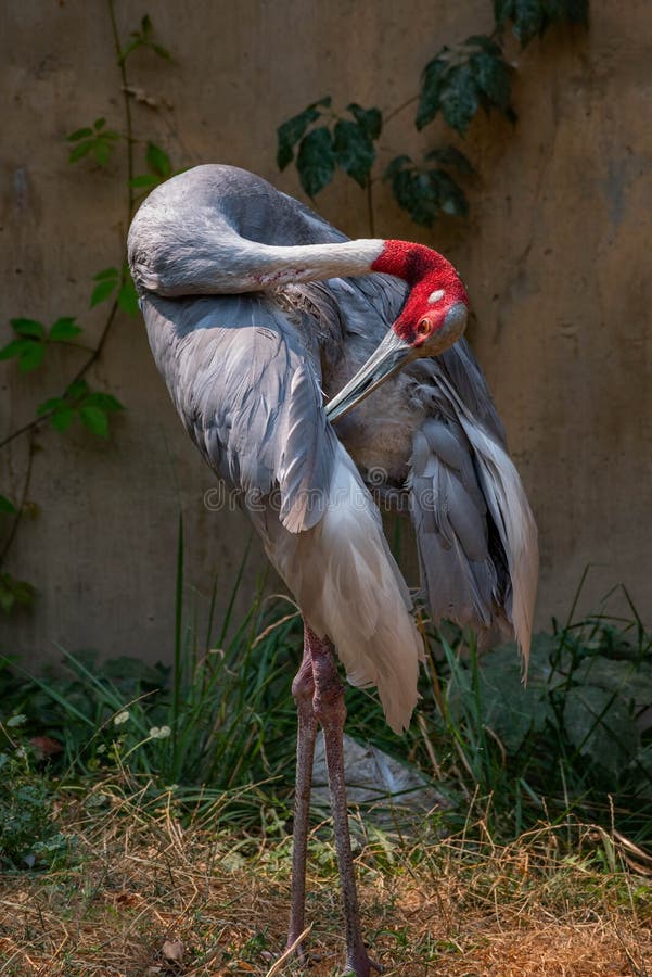 sarus γερανών στοκ φωτογραφία sarus γερανών στοκ φωτογραφία