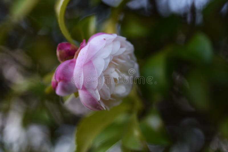 ササンクア カメリア ジャポニカの花 Stock Image Image Of Flora Beauty ササンクア カメリア ジャポニカの花 Stock Image Image Of Flora Beauty
