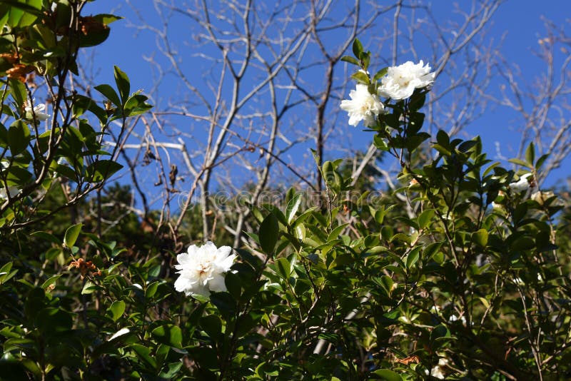 Sasanqua white flowers stock photo. Image of flowers 169637076