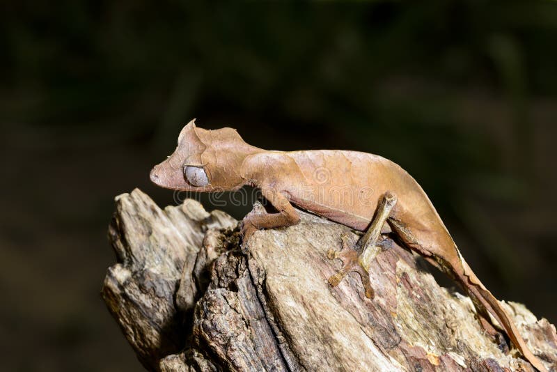 Satanic leaf-tailed gecko, marozevo, madagascar. Satanic leaf-tailed gecko, marozevo, madagascar