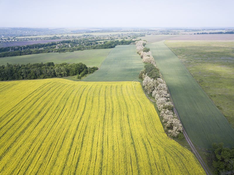 Satellietbeeld van de gebieden van mosterdterrassen op de lente stock foto Satellietbeeld van de gebieden van mosterdterrassen op de lente stock foto
