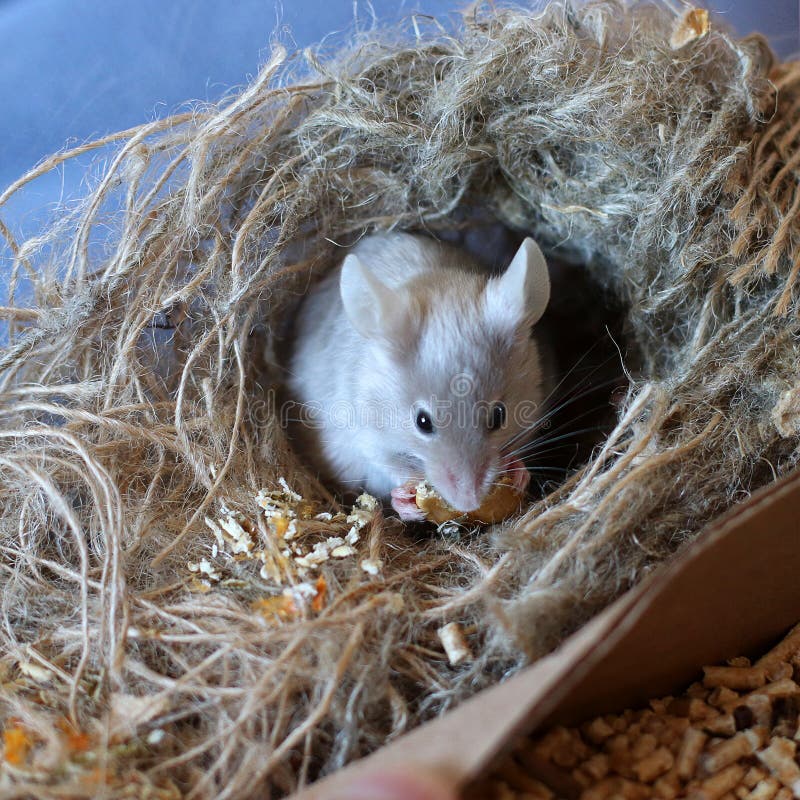 Satin House Mouse. Decorative Satin Grey Mouse Stock Photo Image of