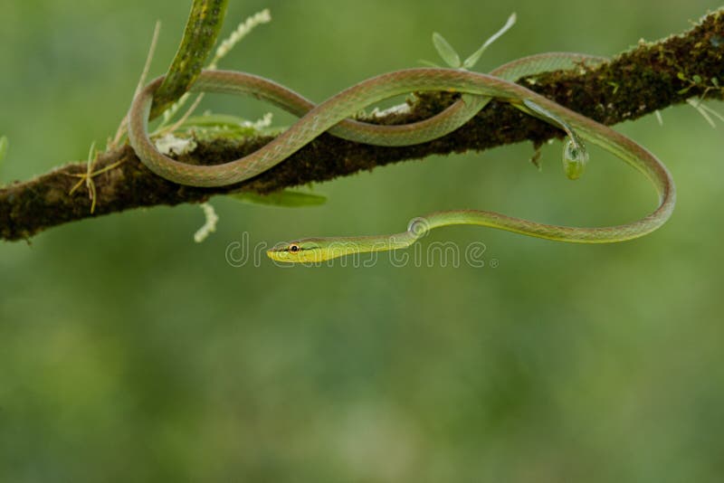 Satiny Parrot Snake royalty free stock photo