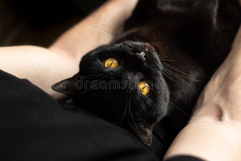 Black cat sits on male hands and looks up
