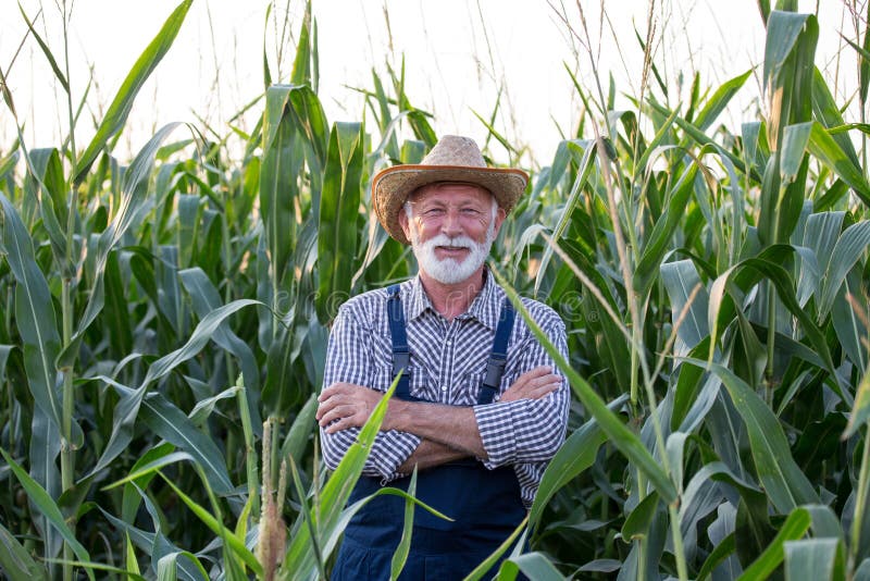 Old farmer with crossed arms in corn field