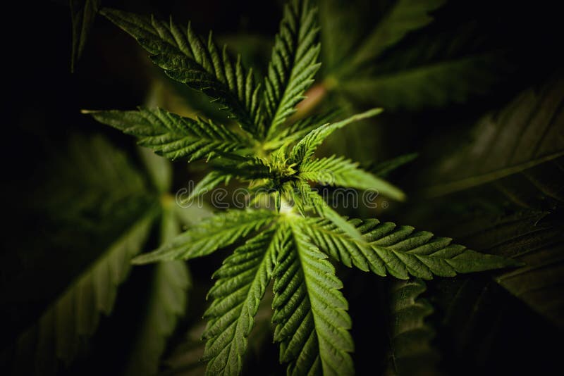 Sativa cannabis, marijuanasidor, fotografi av den medicinska växten arkivbilder Sativa cannabis, marijuanasidor, fotografi av den medicinska växten arkivbilder