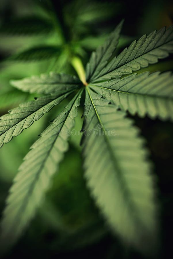 Sativa cannabis, marijuanasidor, fotografi av den medicinska växten royaltyfri bild Sativa cannabis, marijuanasidor, fotografi av den medicinska växten royaltyfri bild