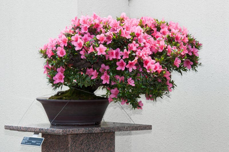 Azalea bonsai in bloom stock photo. Image of purple, bonsai 3459620